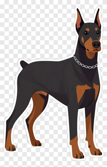 Doberman Standing With Chain Collar PNG