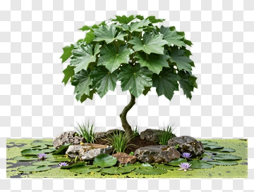 Bonsai Tree With Lotus Flowers PNG