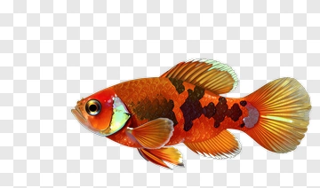 Orange And Black Fish PNG