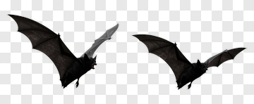 Two Bats In Flight PNG