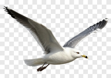 Seagull In Flight PNG