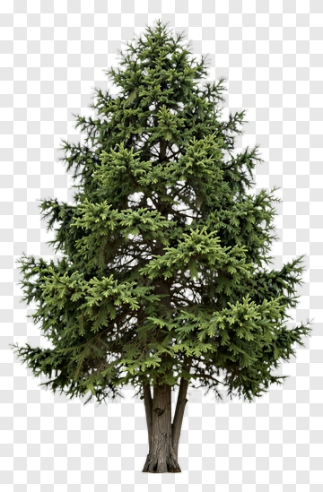 Coniferous Tree PNG