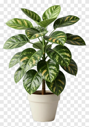 Ficus Plant With Variegated Leaves PNG