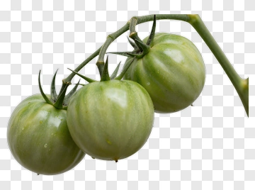 Green Tomatoes On Vine PNG
