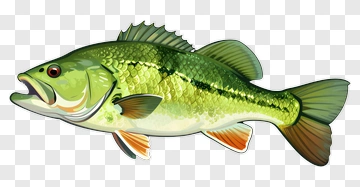Green Fish With Orange Fins PNG