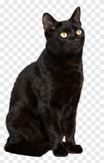 Black Cat With Yellow Eyes PNG