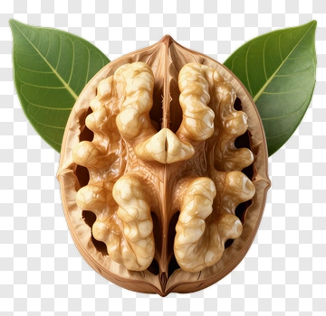 Walnut With Green Leaves PNG