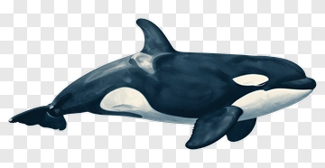 Orca Killer Whale PNG