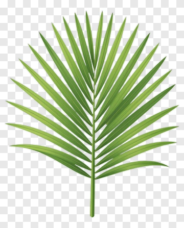 Palm Leaf PNG
