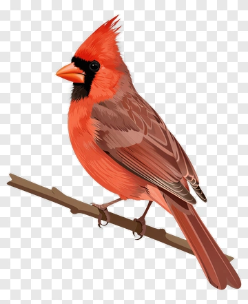 Northern Cardinal Perched On Branch PNG