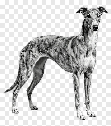 Greyhound PNG