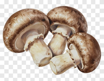 Watercolor Mushrooms PNG