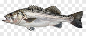 Fish With Black And White Stripes PNG