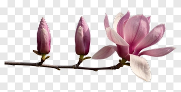 Magnolia Flower With Bud PNG