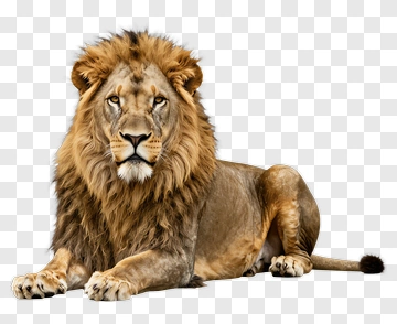 Lion PNG