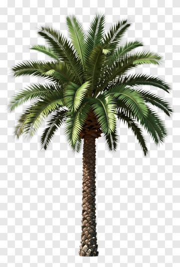 Palm Tree PNG