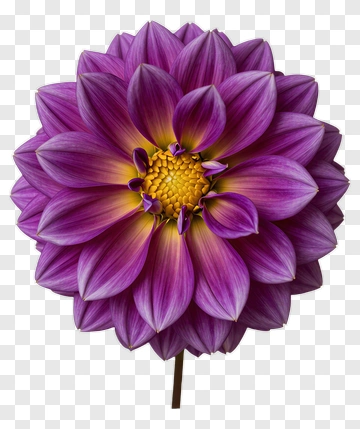 Purple Dahlia With Yellow Center PNG