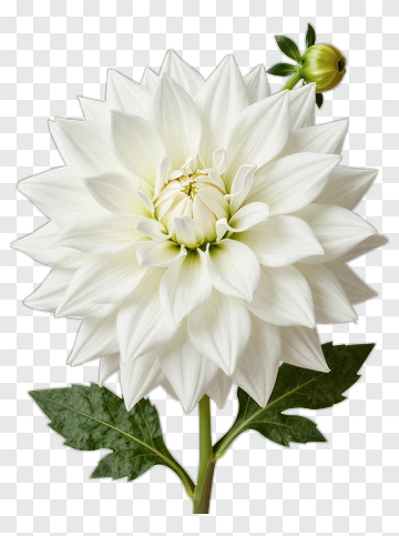 White Dahlia With Green Leaves PNG