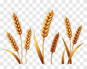 Golden Wheat Ears PNG