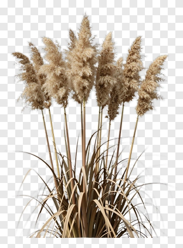 Pampas Grass With Feathered Plumes PNG