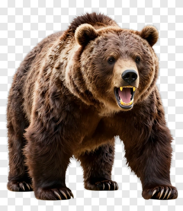 Brown Bear PNG