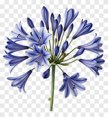 Blue Agapanthus Flower PNG