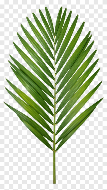 Palm Leaf PNG