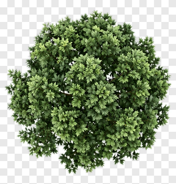 Top View Of A Dense Green Tree PNG