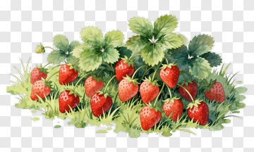 Watercolor Strawberry Plant PNG