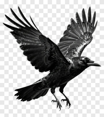 Crow In Flight PNG