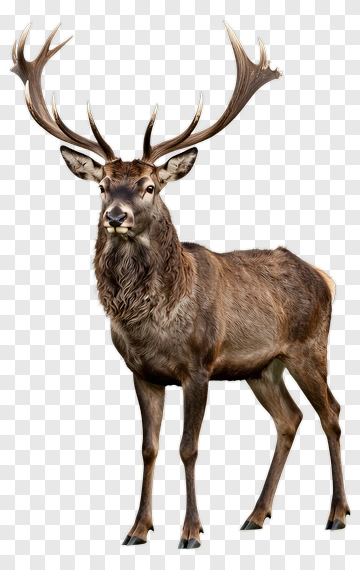 Stag Standing Majestically PNG