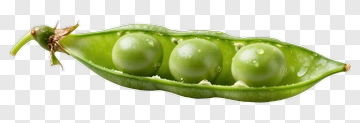 Fresh Green Pea Pod With Three Peas PNG