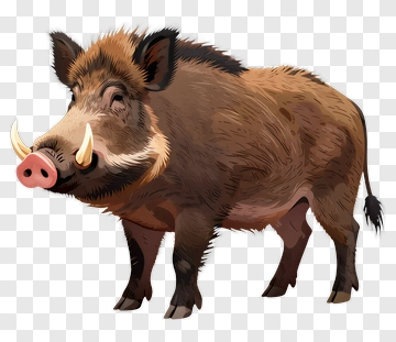 Wild Boar PNG