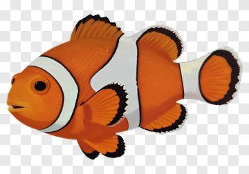 Clownfish PNG