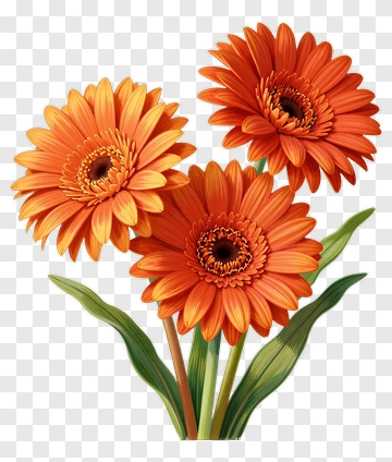 Orange Gerbera Daisy Bouquet PNG