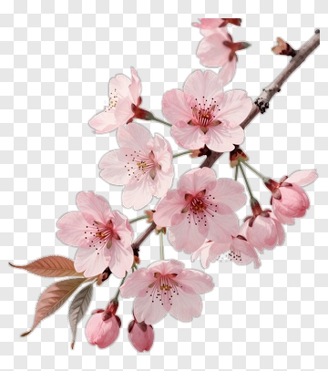 Cherry Blossom Branch In Soft Pink PNG