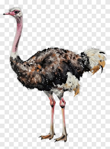 Ostrich Watercolor Illustration PNG
