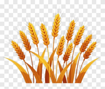 Golden Wheat Ears PNG