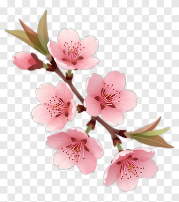 Cherry Blossom Branch With Pink Flowers PNG