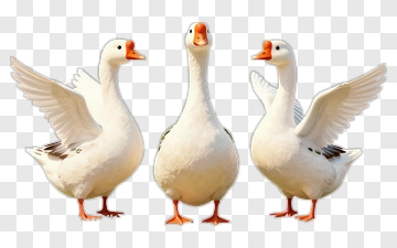 Three Playful Geese On Grass PNG