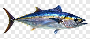 Tuna PNG