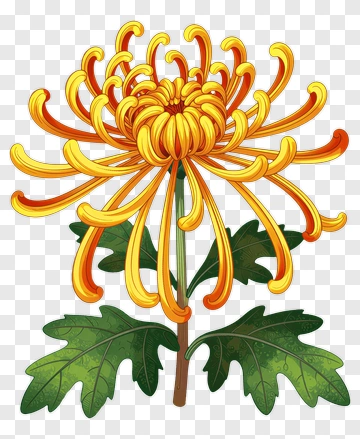 Yellow Chrysanthemum With Green Leaves PNG
