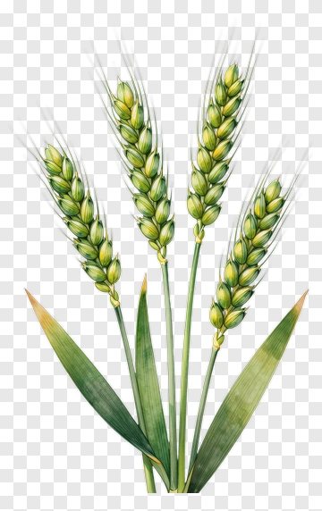 Wheat With Leaves PNG