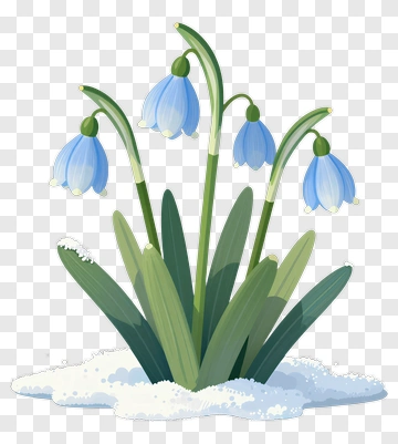 Blue Snowdrop Flower In Snow PNG