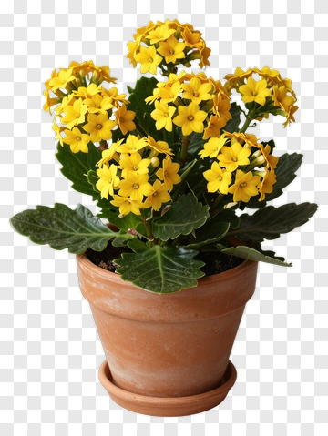 Yellow Kalanchoe In Terracotta Pot PNG