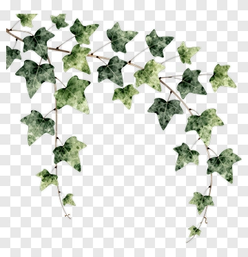 Watercolor Ivy Vine PNG