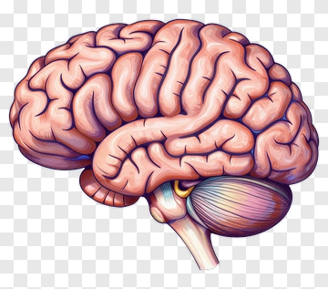 Human Brain Illustration PNG