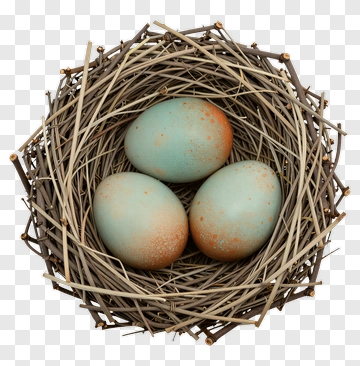 Three Bird Eggs In A Nest PNG