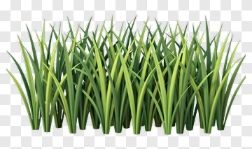 Grass PNG
