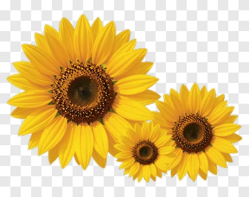 Sunflower PNG